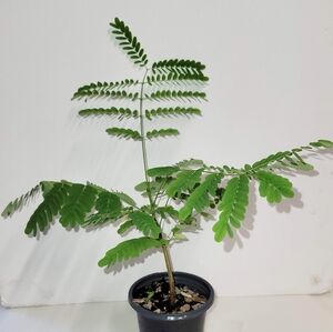 A  Royal Poinciana Tree seedling in a four inch pot. With plant food.